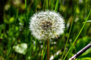 Pusteblume-Löwenzahn