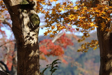 紅葉の風景