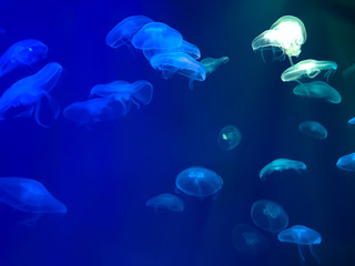Bright jellyfish. Jellyfish swim in the aquarium. Beautiful background with jellyfish in neon light.