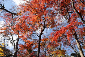 紅葉の風景
