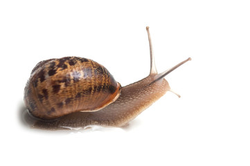 closeup of snail on white background