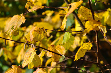 Birke Laub Baum Färbung Gelb Gegenlicht Herbst Farbenspiel Sauerland Deutschland