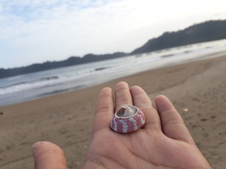 hand holding shell on the beach