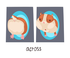 Across English Language Preposition and Cute Hamster Character, Educational Visual Material for Children Education Vector Illustration