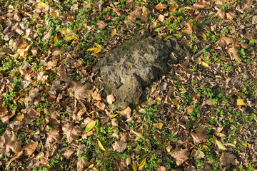 Greenery, grey stone and fallen leaves in October