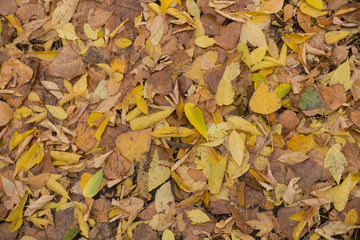Bright and colorful fallen leaves on the ground from above