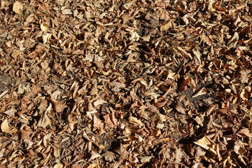 Top view of brown fallen leaves on the ground in autumn