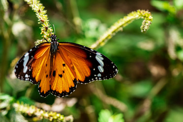 Beautiful orange butterfly  on a flower, nature, garden flowers.