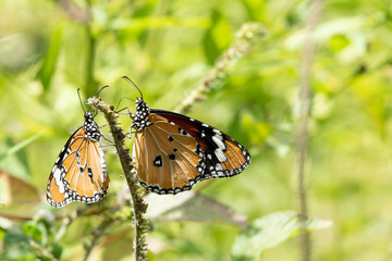 Fototapeta na wymiar Two butterfly on a flower, nature, garden flowers.