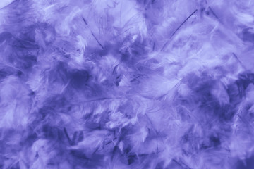 Beautiful abstract pink and purple feathers on darkness background and colorful soft white blue feather texture pattern