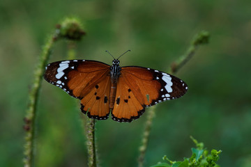 Beautiful orange butterfly  on a flower, nature, garden flowers.