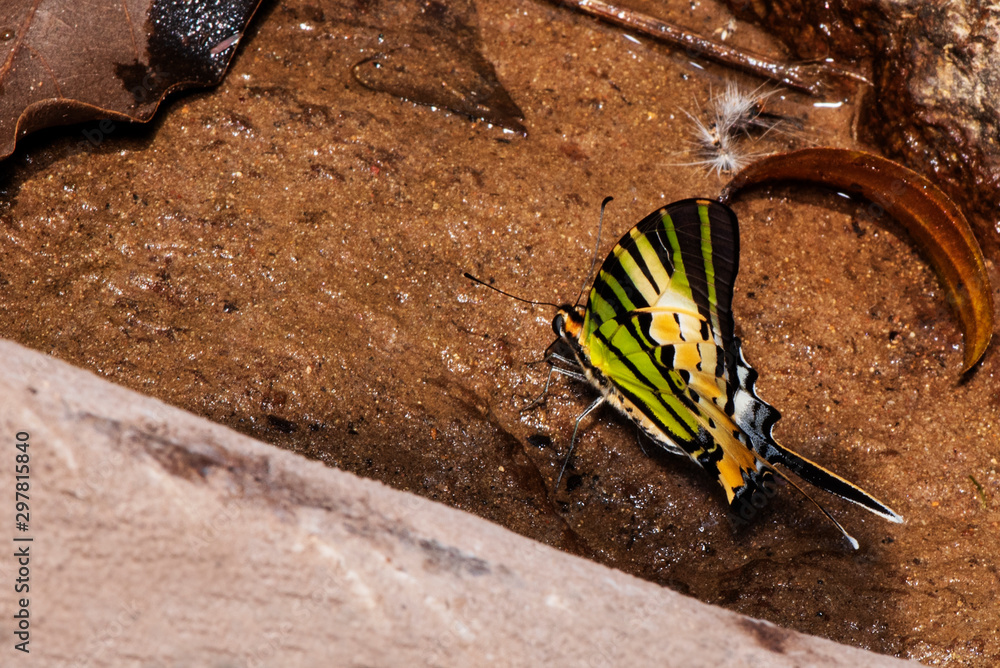 Wall mural Butterfly Brown Beautiful , Eating food in nature, garden flowers.