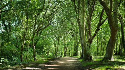 An empty dirt road through the park on a clear summer day. Mossy green trees close-up