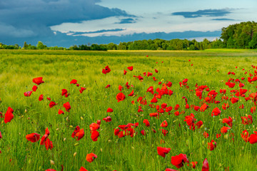 Kornblumen und Mohn