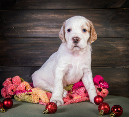 English setter puppy with knitted warm scarf.