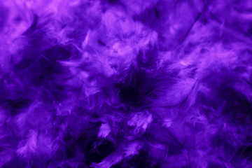 Beautiful abstract blue and purple feathers on darkness background and colorful soft white pink feather texture pattern