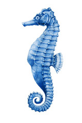 A sea-horse bright watercolor illustration. Hand drawn small tropical seahorse fish - aquarium colorful creature, isolated on white background. © anitapol
