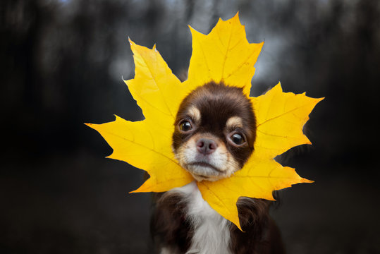 funny chihuahua dog with a maple leaf on her head