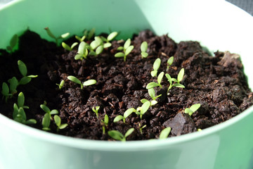 Sprouts in a light green pot showing form underneath the ground