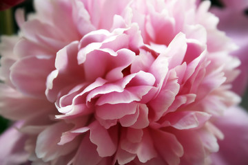 Petals of the peony