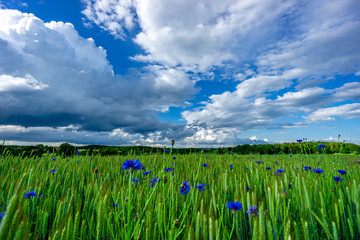 Kornblumen und Mohn