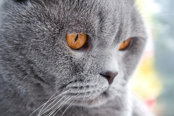 Gray Scottish Fold cat with orange eyes looks away. Closeup view