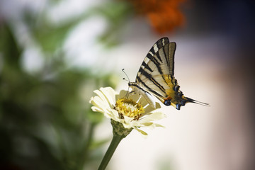Farfalla su fiore