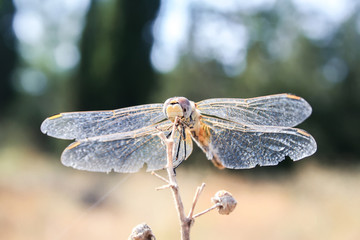 Beautiful dragonfly sitting on a dried branch. Closeup view. Blurred background