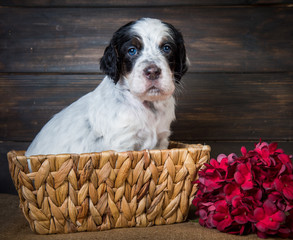 Cute English Setter puppy dog with blue eyes.