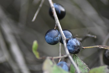 Schlehen, Schlehdorn (Prunus spinosa)