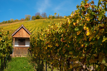Haus im Weinberg Herbst