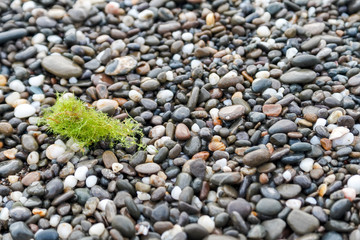 Background of small wet multicolored sea pebbles, seashells and green seaweed
