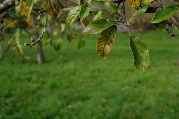 Äste Laub Blätter Apfelbaum