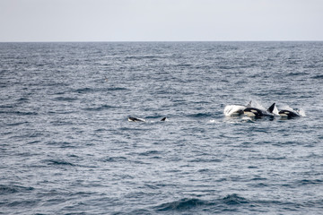 pack of killer whales surfacing at Andenes, Norway