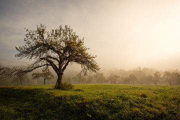 Obstbaum im Herbst Morgen Nebel