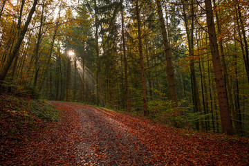 Obraz premium Wald Weg Sonne Sonnenstrahlen