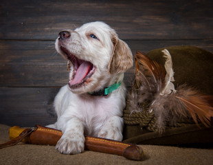 small english setter puppy dog with knife and duck