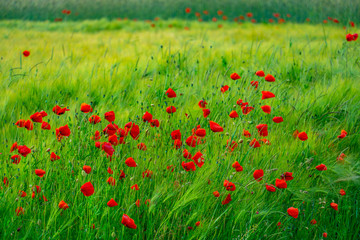 Kornblumen und Mohn