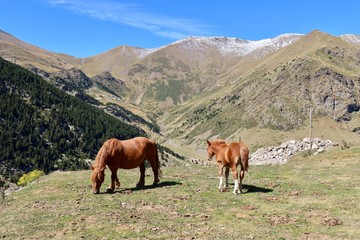 Fototapeta na wymiar Mountain ponies