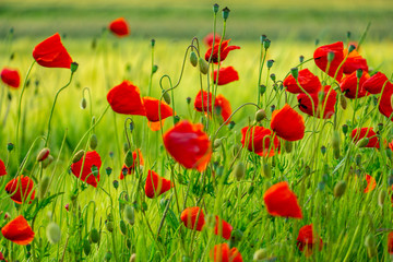 Obraz premium Kornblumen und Mohn