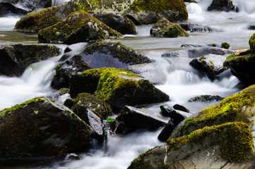 Fototapeta premium waterfall in the forest