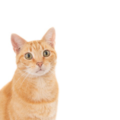 Portrait of a ginger cat with empty space. On white.