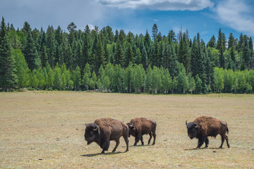 A herd of American Bison graze in a meadow near the North Rim of Grand Canyon National Park, Arizona, USA.