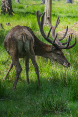 Red deer for a walk