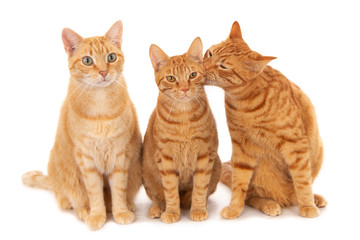 Fototapeta na wymiar Three ginger cats on white