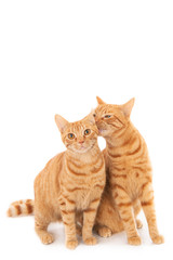 Fototapeta na wymiar Two ginger cats on white. One licking the other.