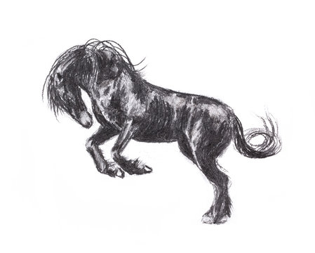 Carcoal drawing black horse stood on its hind legs