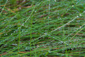 morning dew on the grass, background