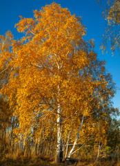 Fototapeta premium Orange birch against the blue sky, autumn colorful view
