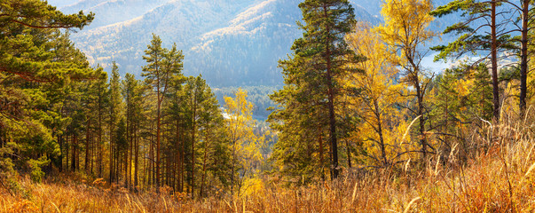 Forested mountains, autumn nature on a sunny day. Panoramic view.